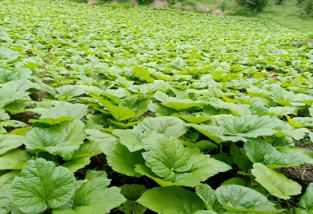 如何種植大黃,收益怎么樣?